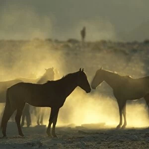 Namib Desert Horse - Feral descendants of horses which probably were left behind by German troops in the early 1900; holding out at a bitterly cold winter morning. Garub plains west of the village of Aus, Namib-Naukluft Park, Namibia