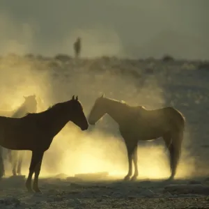 Namib Desert Horse - Feral descendants of horses which probably were left behind by German troops in the early 1900; holding out at a bitterly cold winter morning. Garub plains west of the village of Aus, Namib-Naukluft Park, Namibia