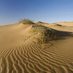 !Nara plant growing in the dunes of the Namib Desert Namibia, Africa
