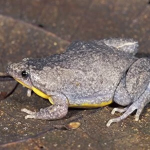 Narrow-mouthed Frog - Manu National Park - Peru