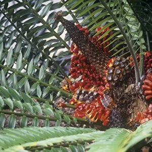 Natal Giant Cycad - with mature strobilus 