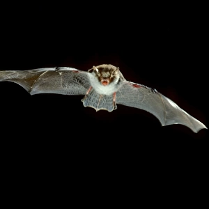 Natterer's Bat - in flight at night