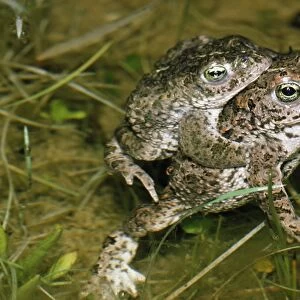 Natterjack Toad - pair mating UK