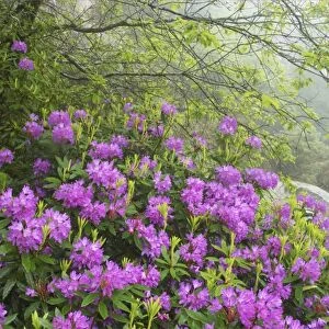 Naturalised Rhododendron Scrub Barrator Resevoir, Dartmoor National Park, Devon, UK LA000347