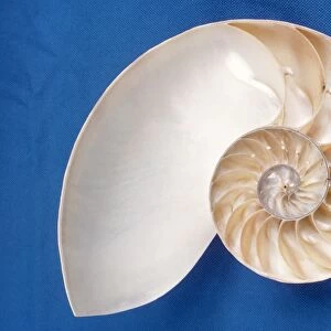 Nautilus - section