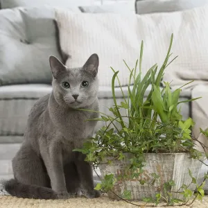 Nebelung cat indoors Nebelung cat indoors