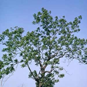 Neem Tree - the neem tree has proven medicinal properties, being anthelmintic, antifungal, antidiabetic, antibacterial, antiviral, anti-infertility, and sedative