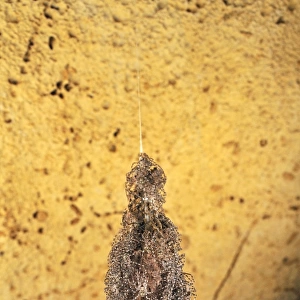 A nest of spider babies - Ankarana cave - Ankarana National Park - Northern Madagascar