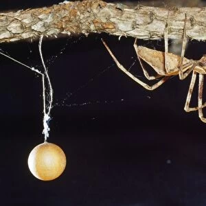 Net-casting Spider - male with eggsack Australia Family: Deinopidae