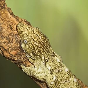 New Caledonian Giant Gecko - showing camouflage - Controlled conditions 15268