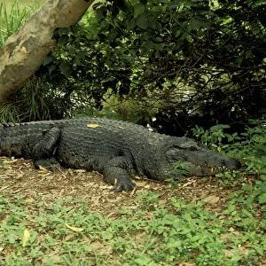 New Guinea Crocodile - On ground - Northern Territory Australia JPF27407