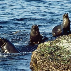 New Zealand Fur Seal - Cape du Couedic - Flinders Chase National Park -Kangaroo Island - South Australia