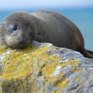 New Zealand Fur Seal portrait of a young one resting on a rock looking sad Kaikoura, South Island, New Zealand