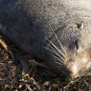 New Zealand Fur Seal - Young male resting on kelp washed ashore. Photographed near Kaikoura - South Island - New Zealand