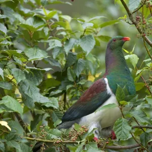 New Zealand Pigeon sitting in a tree about to feed on berries Westland National Park, West Coast, South Island, New Zealand