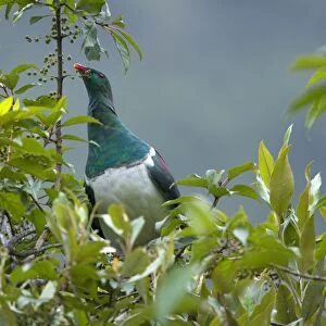 New Zealand Pigeon sitting in a tree feeding on berries Westland National Park, West Coast, South Island, New Zealand