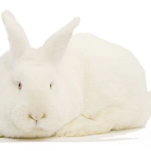New Zealand White Rabbit