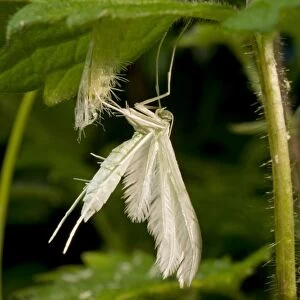 Newly emerged White Plume Moth with pupal case. UK