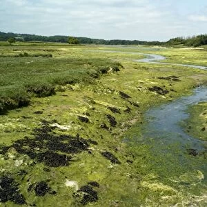 Newtown River estuary - Isle of Wight. This estuary of mudflats and saltmarshes is part of Newtown Harbour Nature Reserve. Certain species of birds use this site for nesting and over-wintering. May