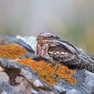 Nightjar - Lizard - Cornwall - UK