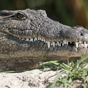 Nile Crocodile - close up of head - Chobe River - Botswana