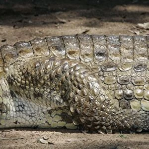 Nile Crocodile - close-up of skin and leg. Maasai Mara National Park - Kenya - Africa