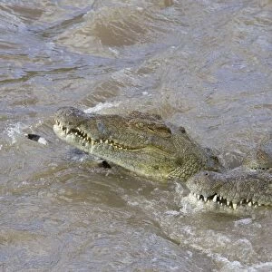 Nile Crocodile - Hungry crocodiles feeding on zebra Maasai Mara Reserve, Kenya