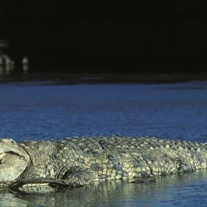 Nile Crocodile - resting in water