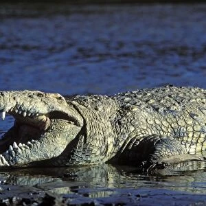 Nile Crocodile - resting in water with mouth open