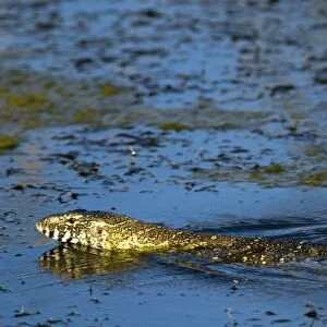 Nile Monitor / Water Monitor / Leguaan swimming. Andries Vosloo Kudu Reserve, nr Grahamstown, Eastern Cape, South Africa