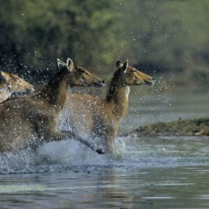 Nilgai / Bluebuck / Blue bull Antelope - Females running through the wetland. Keoladeo National Park India