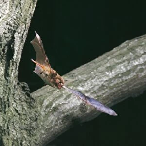 Noctule Bat - in flight