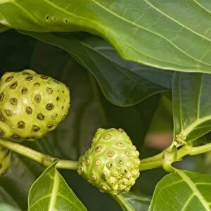 Noni / Indian mulberry. Medicinal for many purposes. Costa Rica