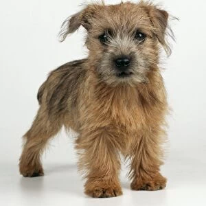 Norfolk Terrier Dog Puppy