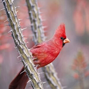 Norhtern Cardinal - Male Sonoran Desert, Arizona, USA