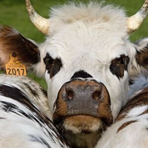 Normandy Cow - face