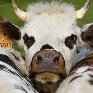 Normandy Cow - face Normandy Cow - face