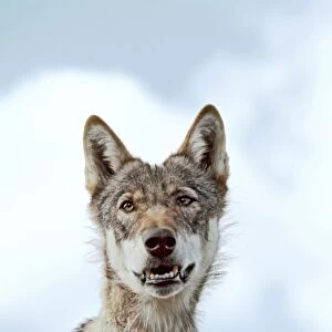 North American Timber Wolf - portrait. It has come back from near extinction thanks to preservation areas and conservation of viable packs