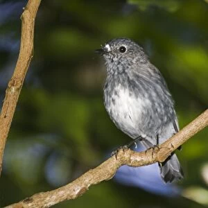 North Island Robin - Maori name Toutouwai. Kapiti island bird sanctuary New Zealand