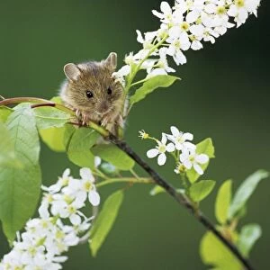 Northern birch mouse feeds on bird cherry (Prunus padus L. ) buds and flowers, river Negustyah bank, a tributary of river Bolshoi Ugan, near Ugut settlement; Uganskii Nat. reserve, Siberia, Russia; spring