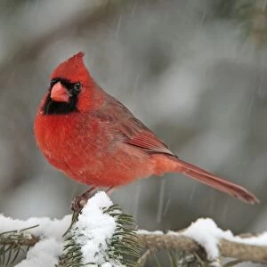 Northern Cardinal - male in the snow. Dec in CT - USA