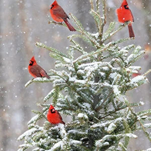 Northern cardinal males in spruce tree in winter snow, Marion County, Illinois. Date: 27-01-2021