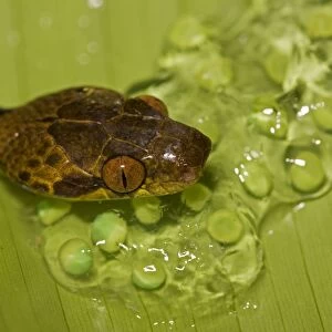 Northern Cat-eyed Snake - eating frog eggs - Costa Rica - found from southern Texas to Peru