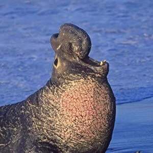 Northern Elephant Seal - adult male bellowing on the beach - Piedras Blancas colony - California coast - North America - Pacific Ocean