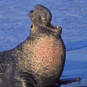 Northern Elephant Seal - adult male bellowing on the beach - Piedras Blancas colony - California coast - North America - Pacific Ocean Northern Elephant Seal - adult male bellowing on the beach - Piedras Blancas colony - California coast - North America - Pacific Ocean