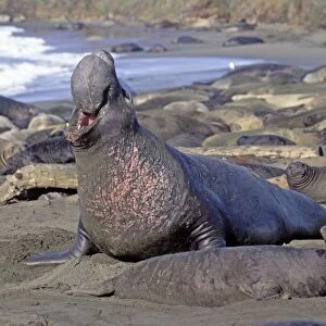 Northern Elephant Seal - adult male among females & pups - Piedras Blancas colony - California coast - North America - Pacific Ocean