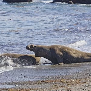 Northern Elephant Seal - bull chasing female - San Benito Island - Baja California - Mexico