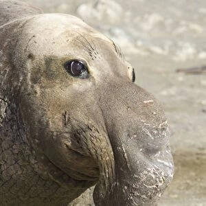 Northern Elephant Seal - bull - San Benito Island - Baja California - Mexico