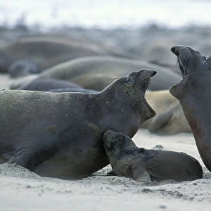 Northern Elephant Seal - females squabbling over newborn pup (still wet from birth) - Ano Nuevo State Reserve, CA, USA