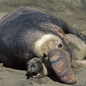 Northern Elephant Seal - mating - Piedras Blancas colony - California coast - North America - Pacific Ocean